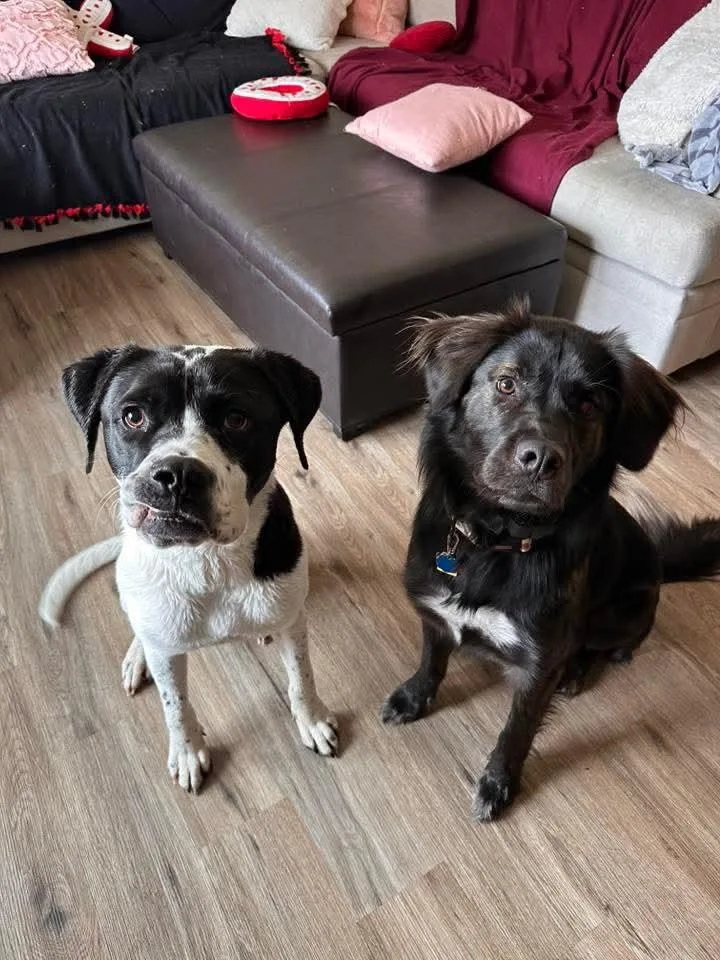 Humphrey thumbnail 3