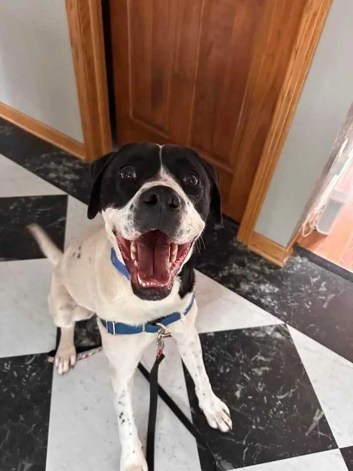 Humphrey thumbnail 5