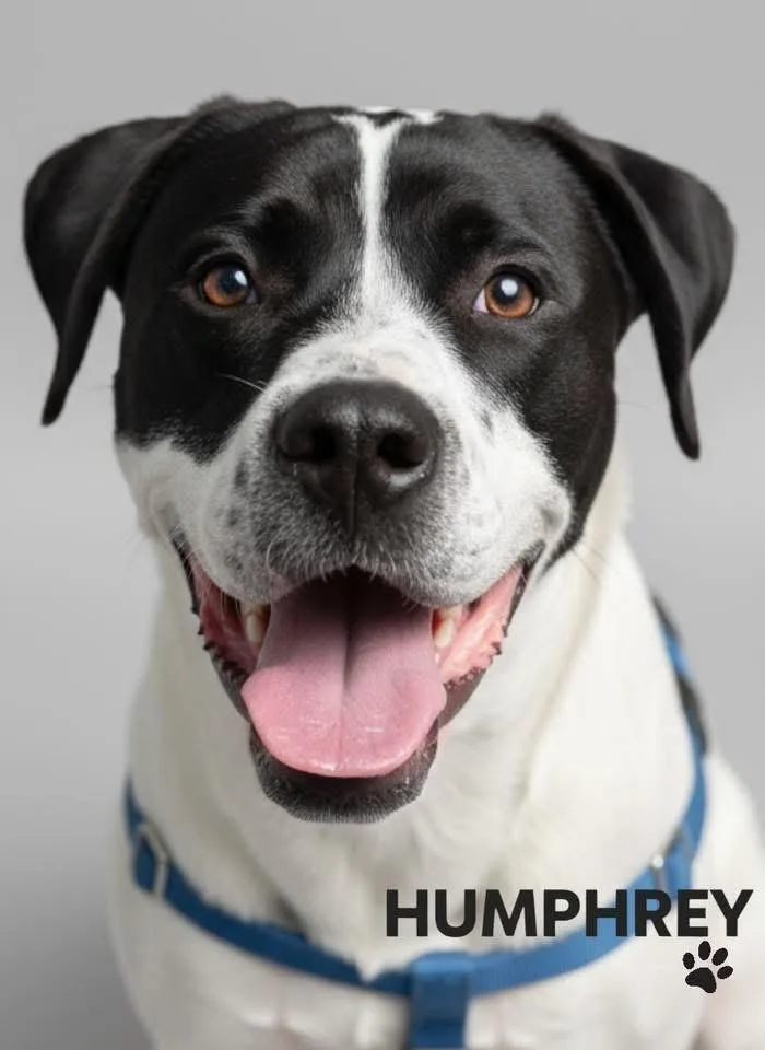 Humphrey thumbnail 6