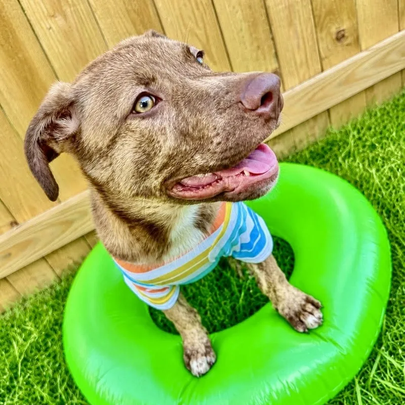 A baby medium-sized male Brindle Australian Cattle Dog / Blue Heeler dog named Apollo for adoption in Austin, TX