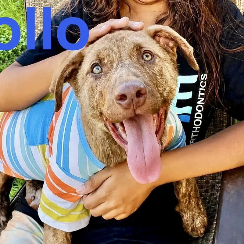 Apollo thumbnail 4