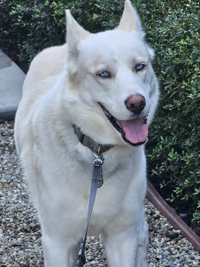 An adult medium-sized male Siberian Husky dog named Blanco for adoption in Menifee, CA