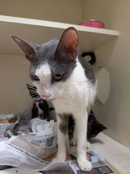 An adult large-sized female Domestic Short Hair cat named Ophelia [FIV+] for adoption in Chamblee, GA