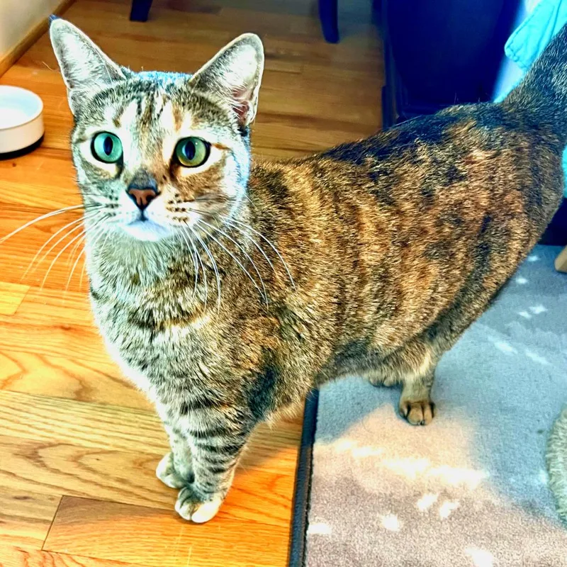 An adult large-sized female Brown / Chocolate Domestic Short Hair cat named Calliope for adoption in Houston, TX