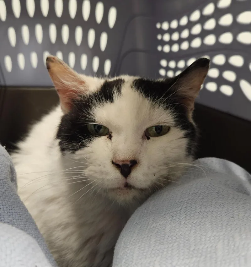 A senior medium-sized female Domestic Short Hair cat named Amberlance for adoption in Bloomington, IN