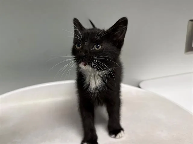 A baby small-sized female Domestic Short Hair cat named Channel Islands for adoption in Antioch, CA