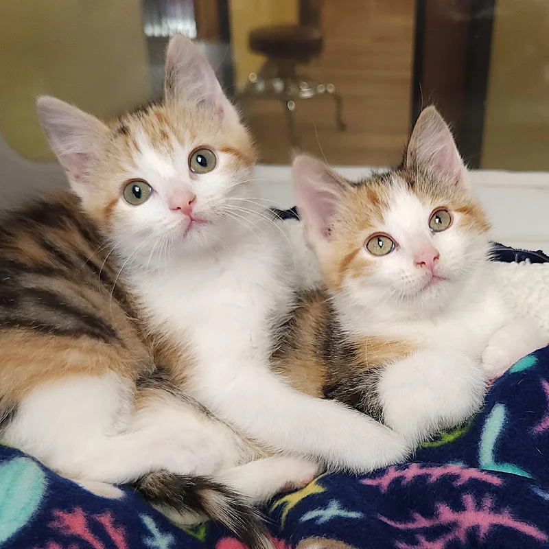 A baby medium-sized female Torbie cat named Gabby for adoption in Marshfield, WI