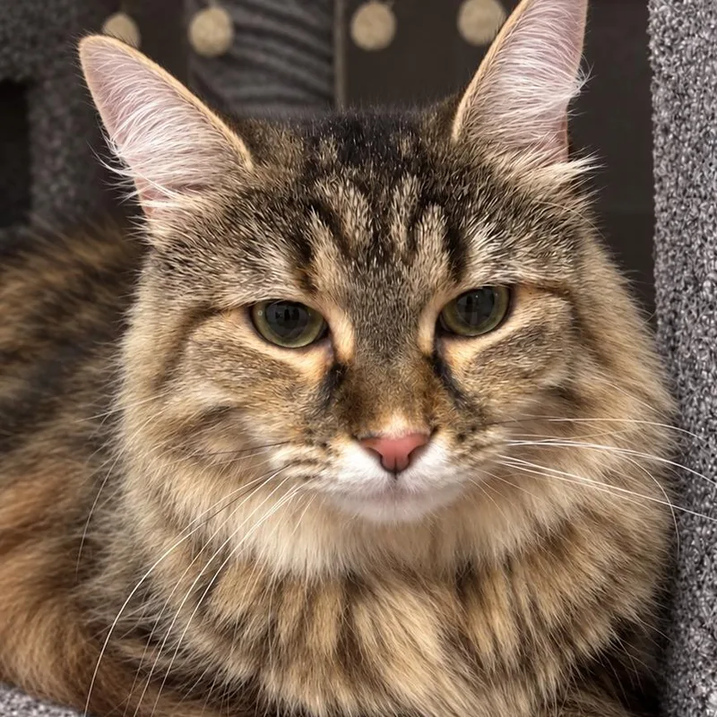 An adult large-sized female Domestic Short Hair cat named Stella for adoption in Jacksonville, FL