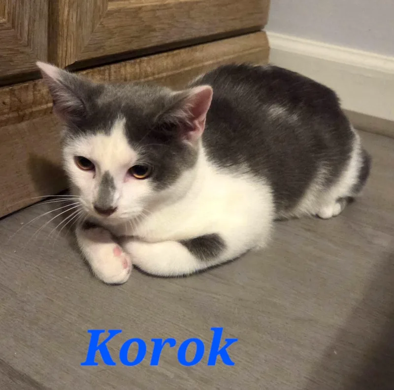 Korok thumbnail 3