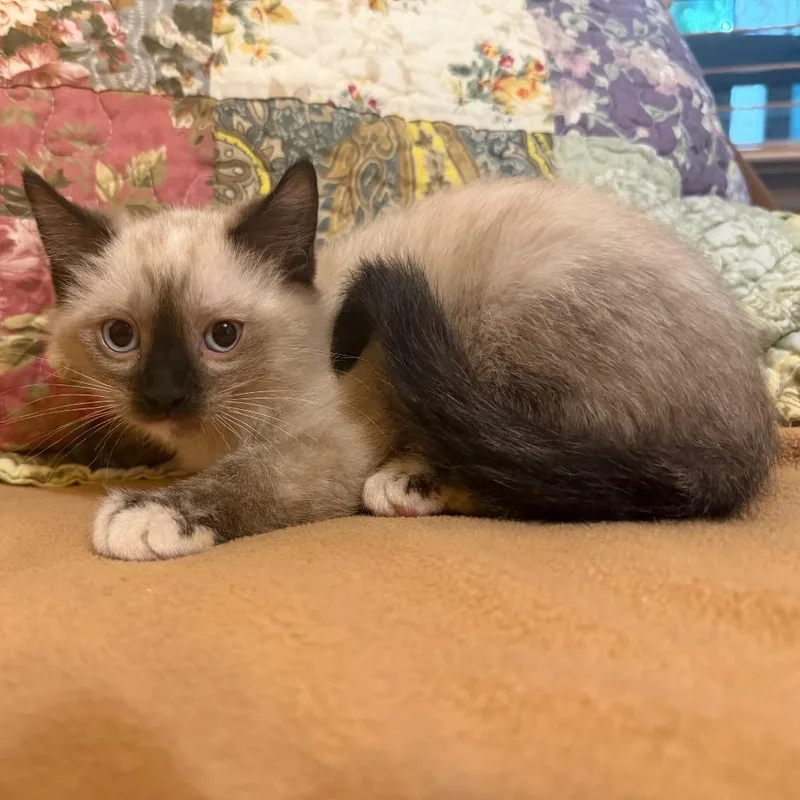 Jasmine