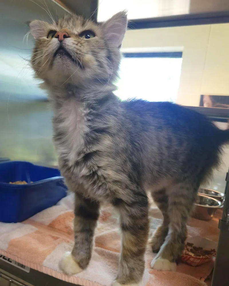 An adult medium-sized male Brown / Chocolate Domestic Medium Hair cat named Wylie for adoption in Plover, WI