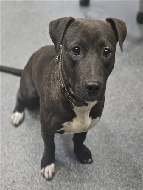 An adult medium-sized male Pit Bull Terrier dog named Shadow for adoption in Los Angeles, CA