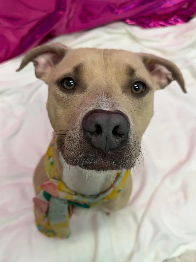 A young medium-sized female Apricot / Beige Pit Bull Terrier dog named Ava Tag for adoption in Central Islip, NY