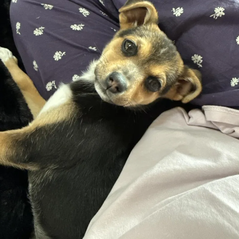 A baby small-sized female Black Mixed Breed dog named Carli for adoption in Bismarck, ND