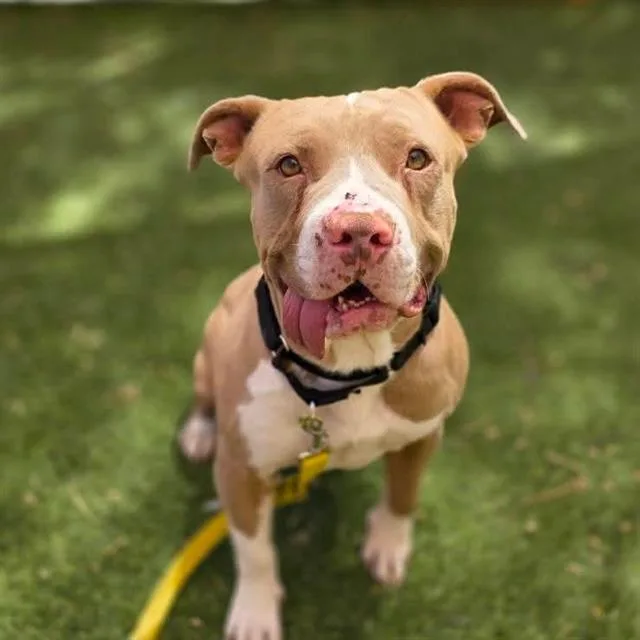 A young medium-sized male Pit Bull Terrier dog named Dusty for adoption in Las Vegas, NV