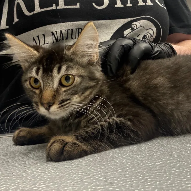 A baby small-sized female Brown / Chocolate Domestic Long Hair cat named Mary Jane for adoption in Spokane, WA
