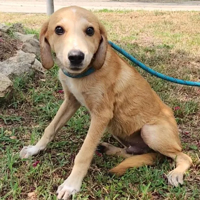 A baby medium-sized male Yellow / Tan / Blond / Fawn Mixed Breed dog named Garbanzo for adoption in Tyler, TX