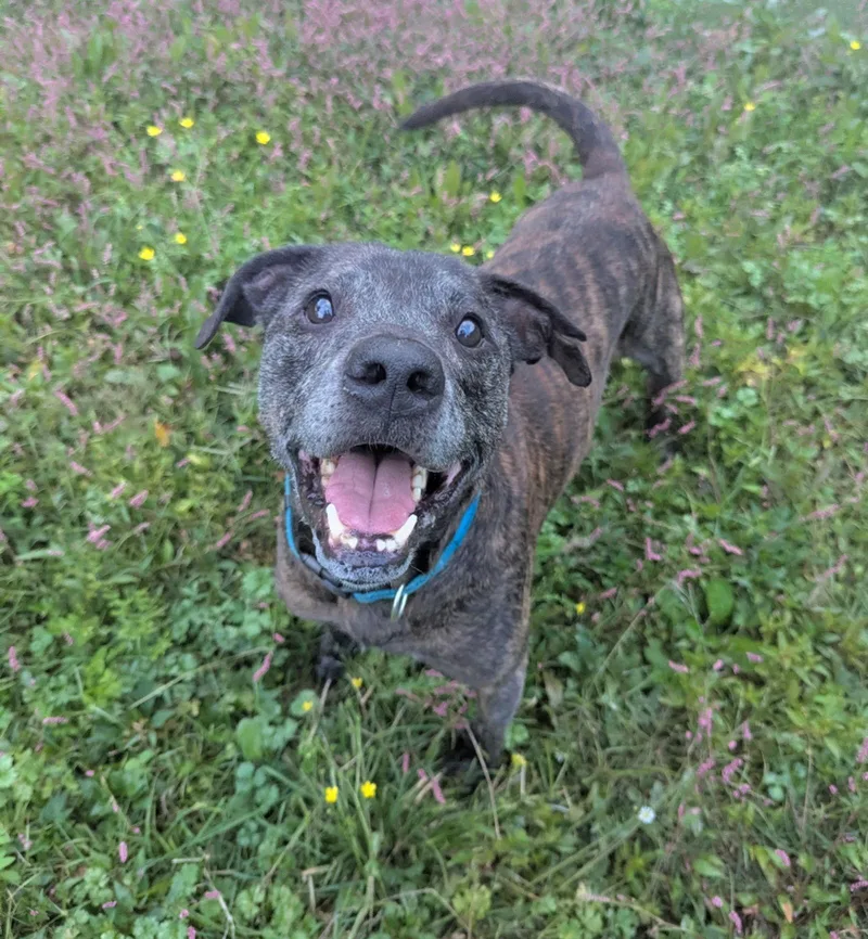 Pawpaw Frazier thumbnail 3