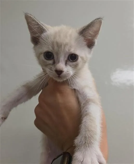 A baby small-sized female Domestic Short Hair cat named Mummy for adoption in Ontario, CA