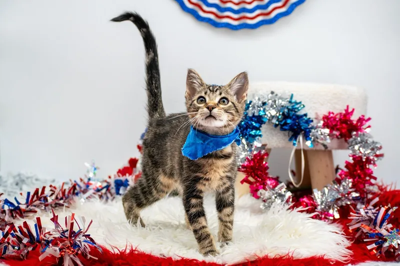 A baby small-sized male Tabby (Brown / Chocolate) Domestic Short Hair cat named Justice for adoption in Sevierville, TN