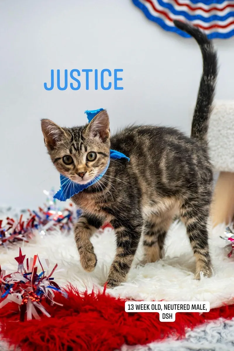 Justice thumbnail 3