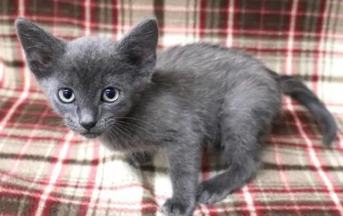 A young small-sized male Domestic Short Hair cat named Ginger Root for adoption in Thief River Falls, MN