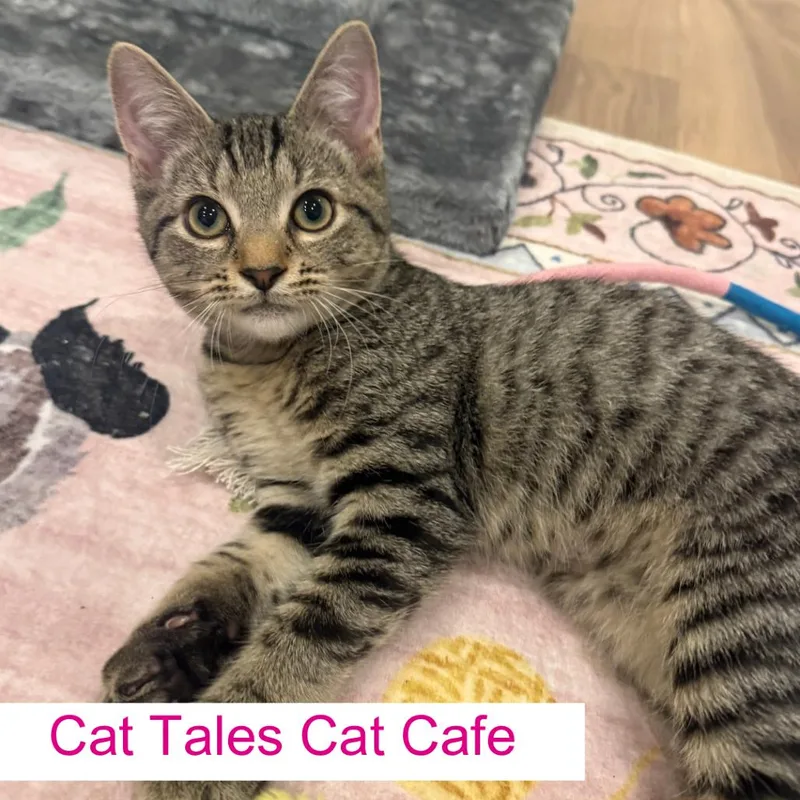 A baby small-sized male Brown / Chocolate Domestic Short Hair cat named Quill for adoption in Chapel Hill, NC