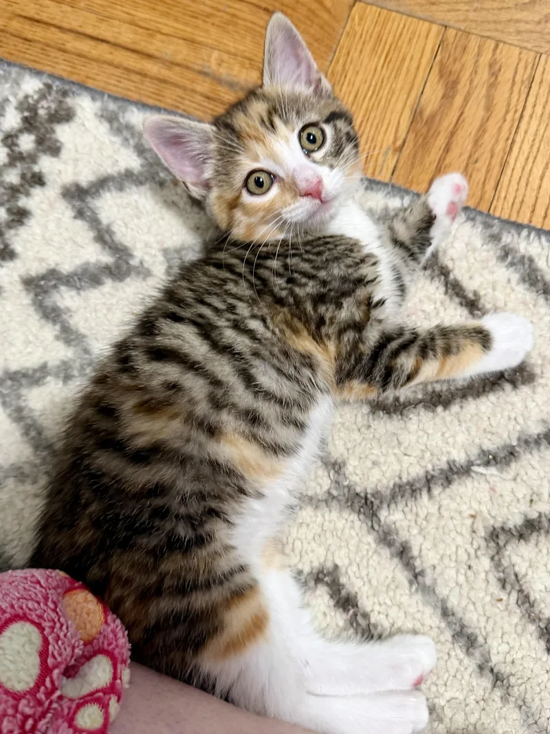 A baby medium-sized female Calico Domestic Medium Hair cat named Cali for adoption in Redwood City, CA