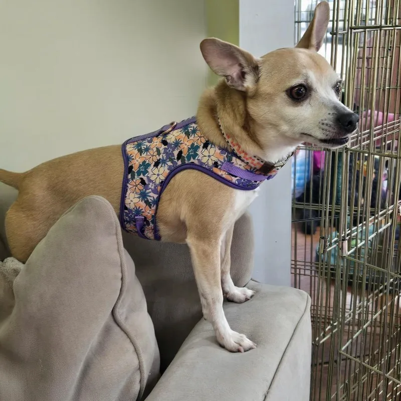 An adult small-sized female Yellow / Tan / Blond / Fawn Chihuahua dog named Baby Girl for adoption in Shelby, NC