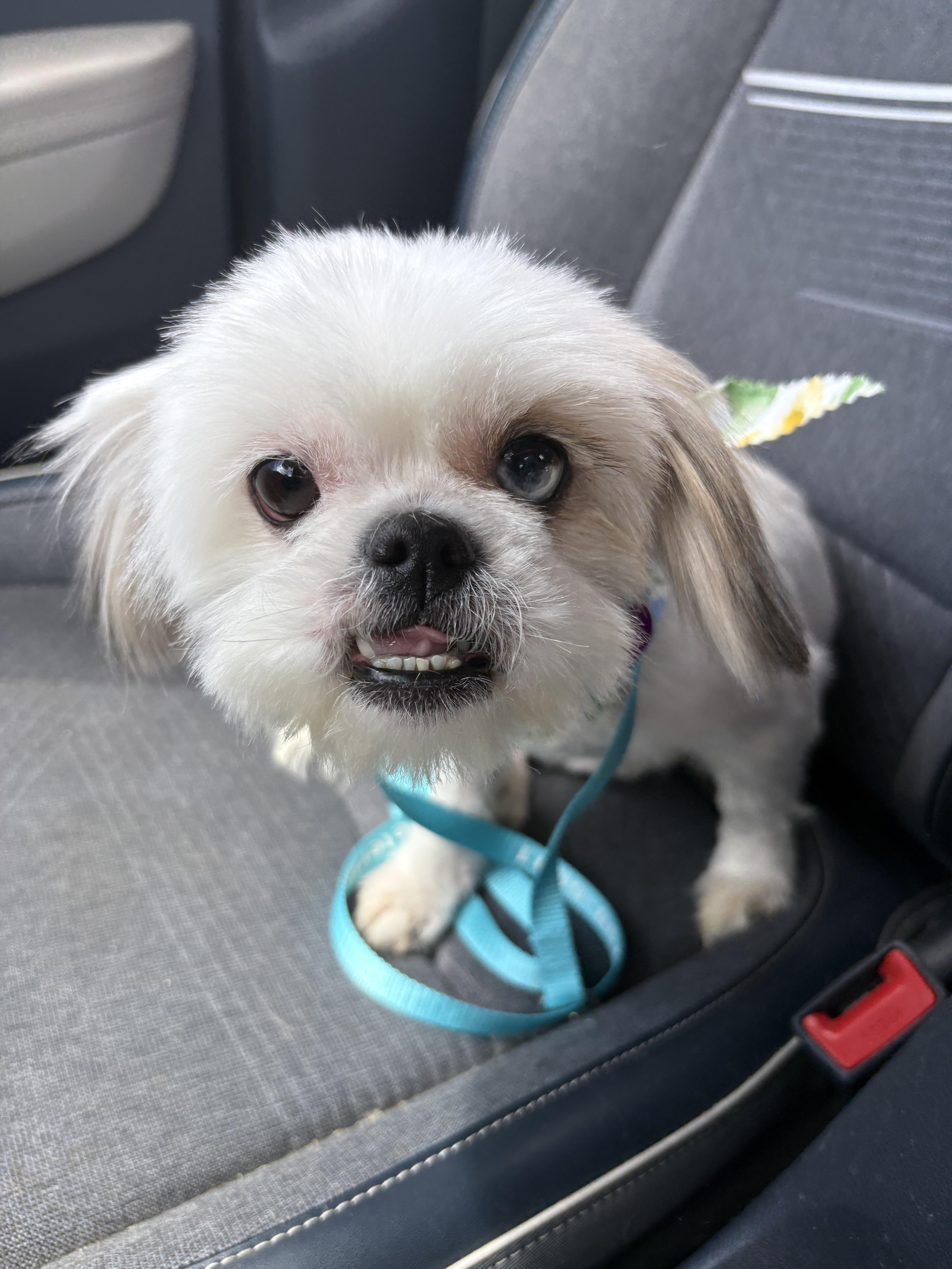 An adult small-sized female White / Cream Maltese dog named Robin for adoption in Covina, CA