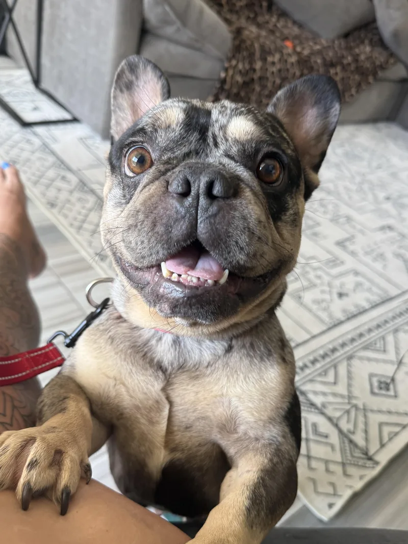 Dixie
