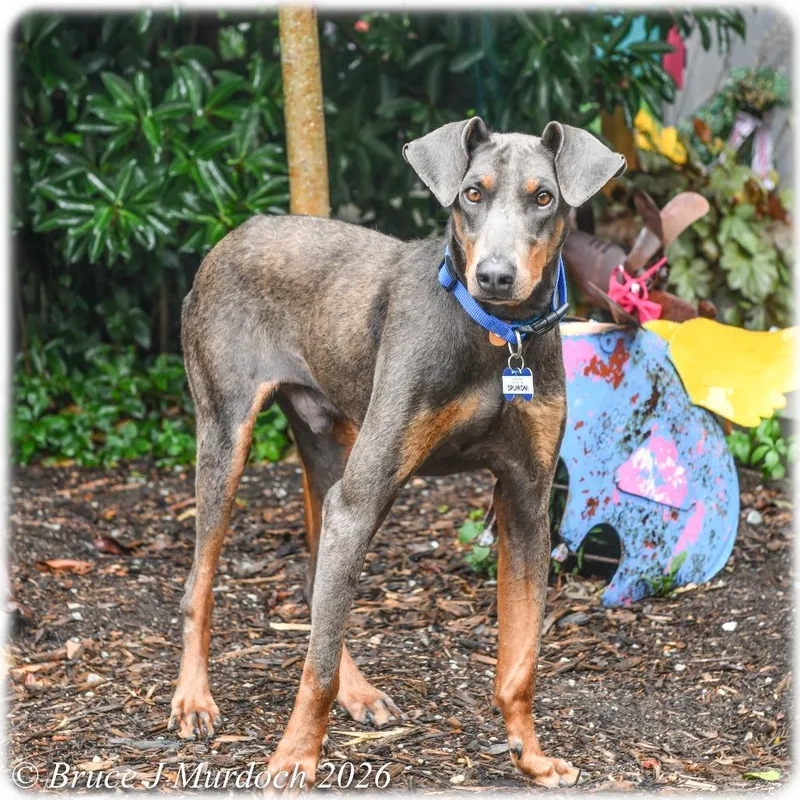 An adult medium-sized male Gray / Blue / Silver Doberman Pinscher dog named Spumoni for adoption in Wake Forest, NC