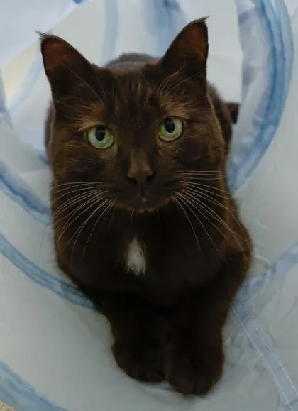 A baby small-sized female Domestic Short Hair cat named Beastly for adoption in Baraboo, WI