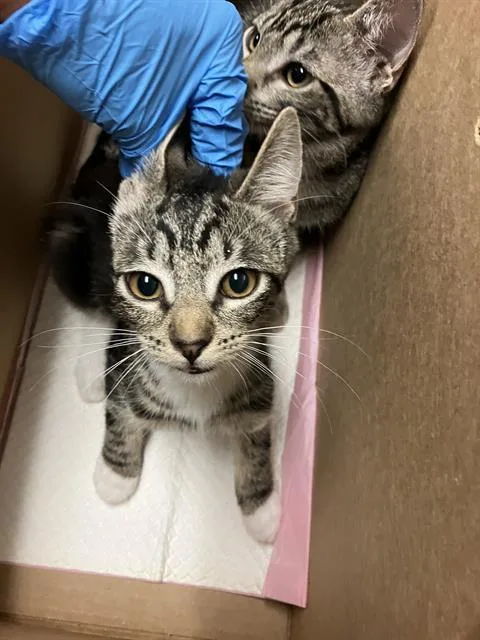 A baby small-sized female Domestic Short Hair cat named Finch for adoption in Long Beach, CA