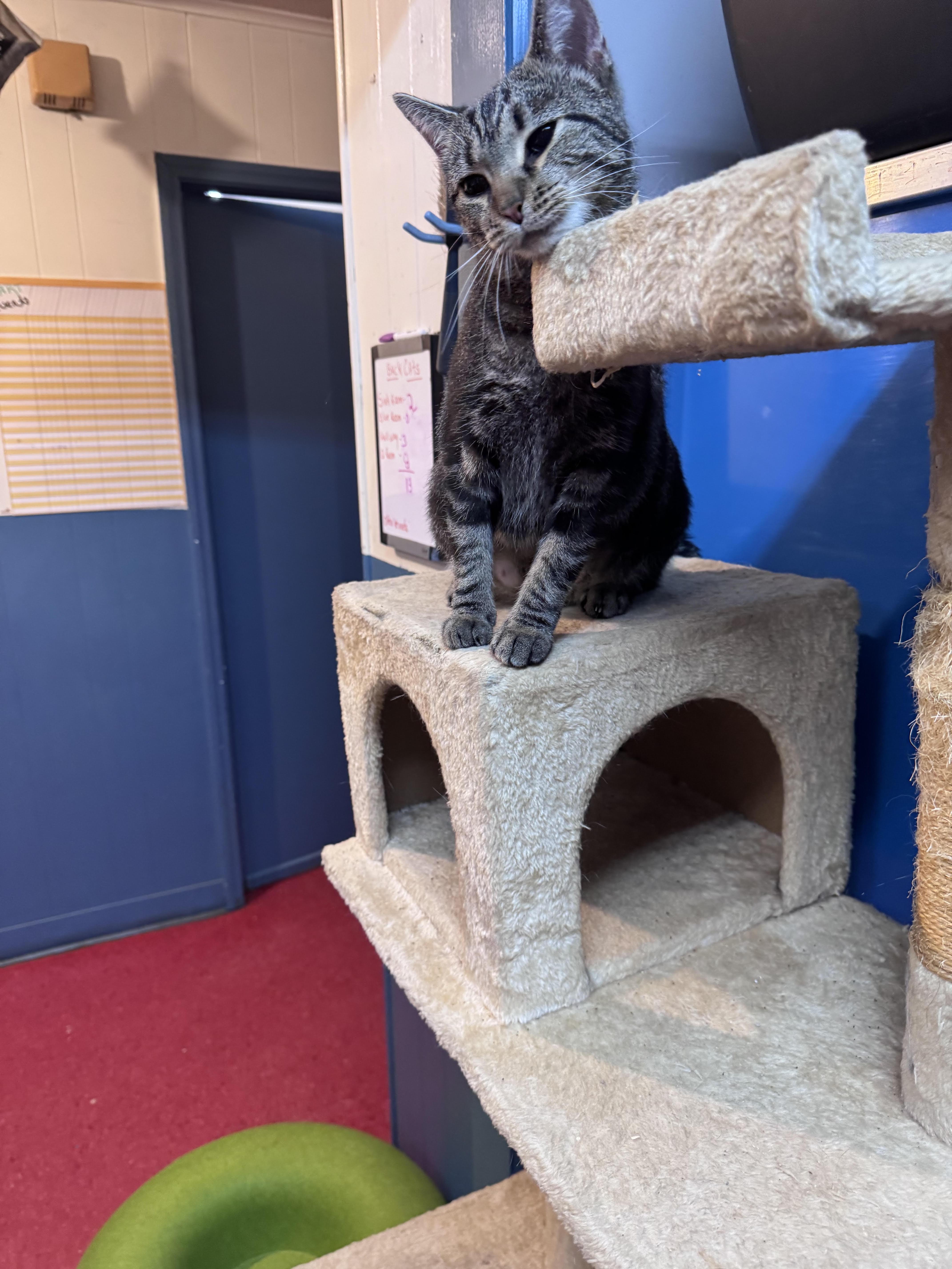An adult medium-sized female Tabby (Gray / Blue / Silver) Domestic Short Hair cat named Lady Bug for adoption in Hoopeston, IL