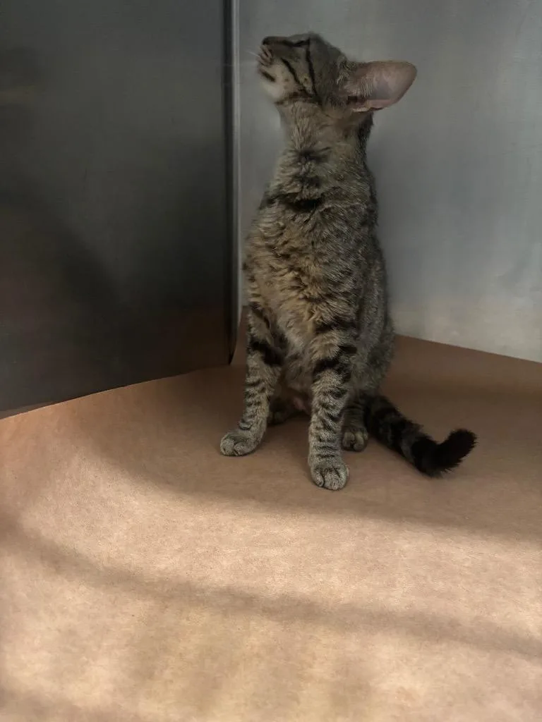A young large-sized male Domestic Short Hair cat named Punk for adoption in Cartersville , GA