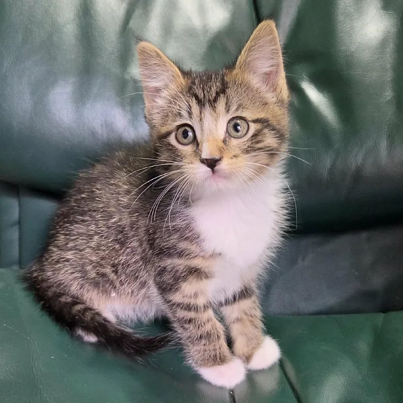 Kiara