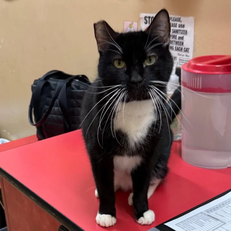 An adult small-sized male Black American Shorthair cat named Sylvester for adoption in Hemet, CA