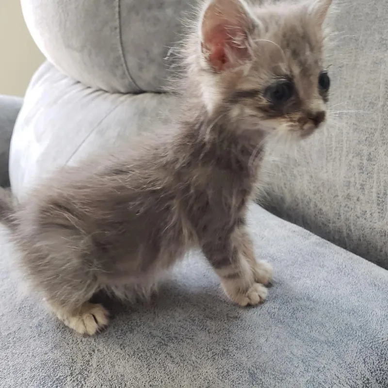 A baby small-sized female Gray / Blue / Silver Domestic Medium Hair cat named Lilac for adoption in Madisonville, TN