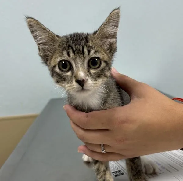A baby medium-sized female Domestic Short Hair cat named Mildred for adoption in Sioux City, IA