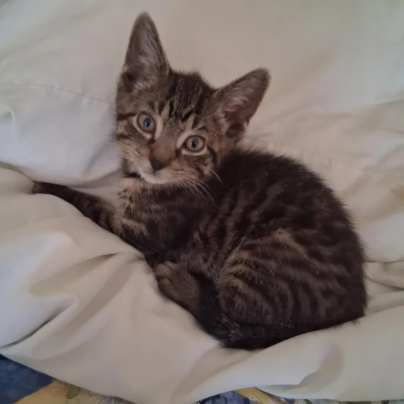 A baby small-sized female Domestic Short Hair cat named Patti for adoption in Warminster, PA