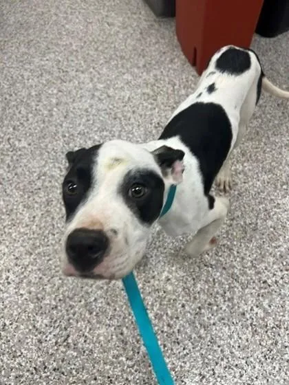 A baby small-sized male Terrier dog named Bumper for adoption in Gastonia, NC