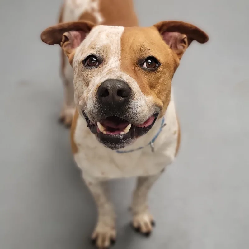 An adult medium-sized male Brown / Chocolate Mixed Breed dog named Porky for adoption in Sarasota, FL