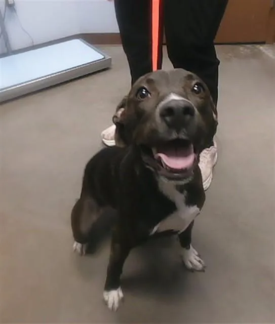 A young large-sized female Labrador Retriever dog named Fruit Punch for adoption in Phoenix, AZ