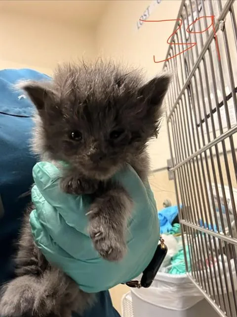 A baby small-sized male Domestic Short Hair cat named A for adoption in Riverside, CA