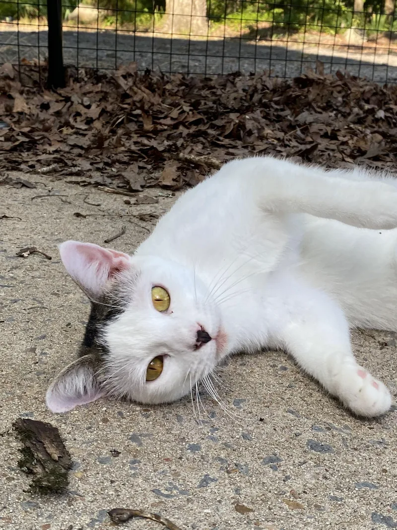A young small-sized female Domestic Short Hair cat named Lexi for adoption in Drasco, AR
