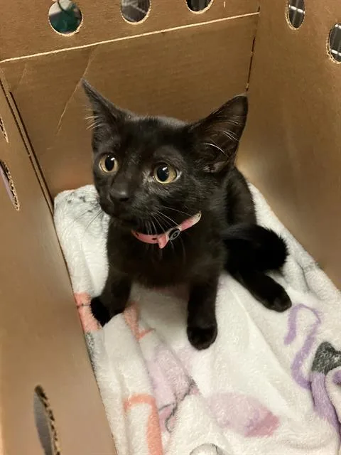 A baby small-sized female Domestic Short Hair cat named Rosemary for adoption in Long Beach, CA