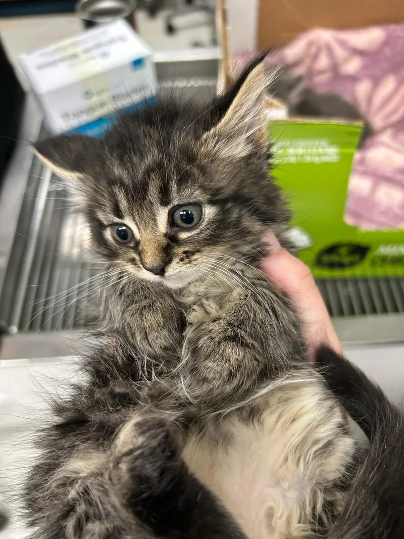 A baby medium-sized female Tabby (Gray / Blue / Silver) Domestic Short Hair cat named Pepper for adoption in Kent, WA