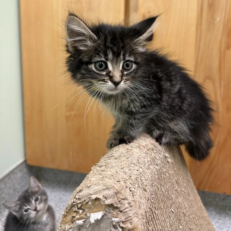 Pepper thumbnail 3
