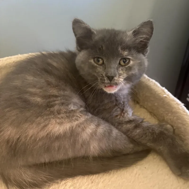 A baby small-sized female Tortoiseshell Domestic Short Hair cat named Pips for adoption in Chaska, MN
